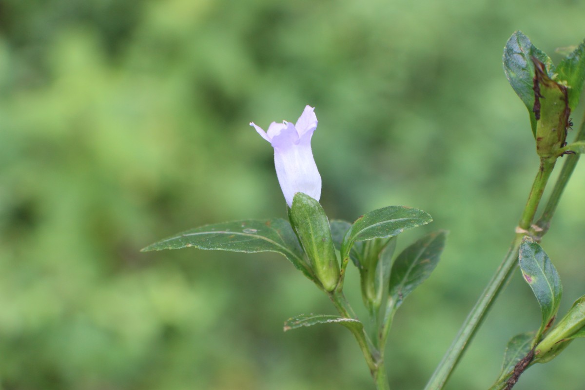 Strobilanthes adenophora Nees